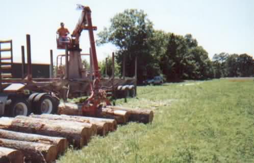 ͩbuttonwood/SycamoreԔB