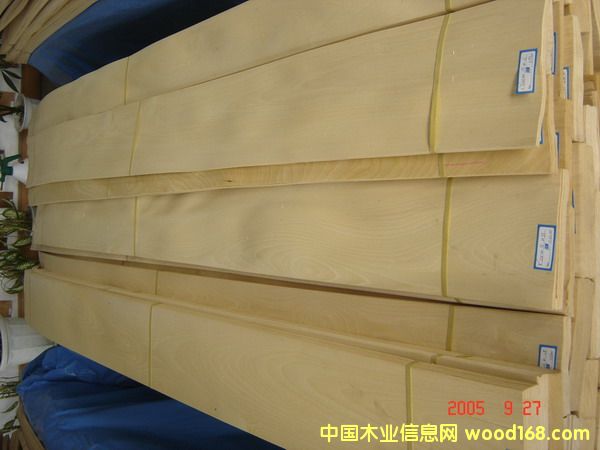 c(din)鿴Golden BirchŴDƬ