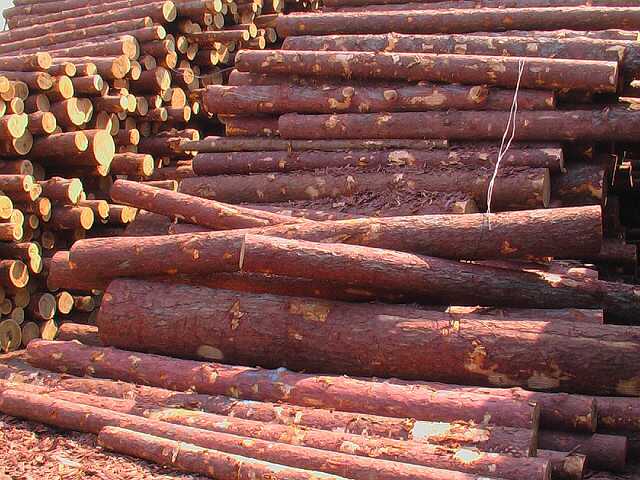 俄羅斯原木-落葉