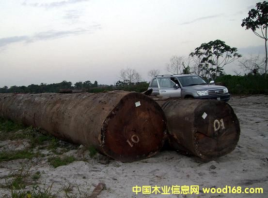 PURPLEHEART(ľ)Ԕ(x)B