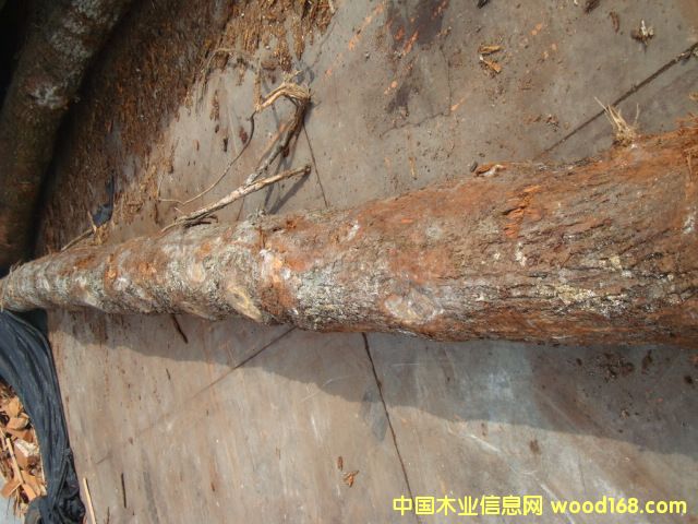 c(din)鿴Wԭľ3ŴDƬ