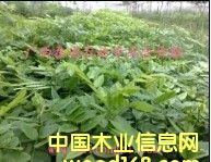 S S SNֲg(sh) V̩ͨFľ