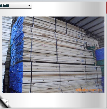 Yellow Poplar(SחZ鱣ľԔ(x)B