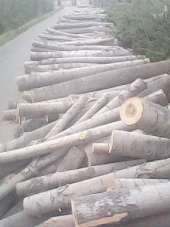 NҎľľ ľl ľƬ ΰԔB