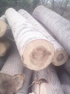 NҎľľ ľl ľƬ ΰԔB