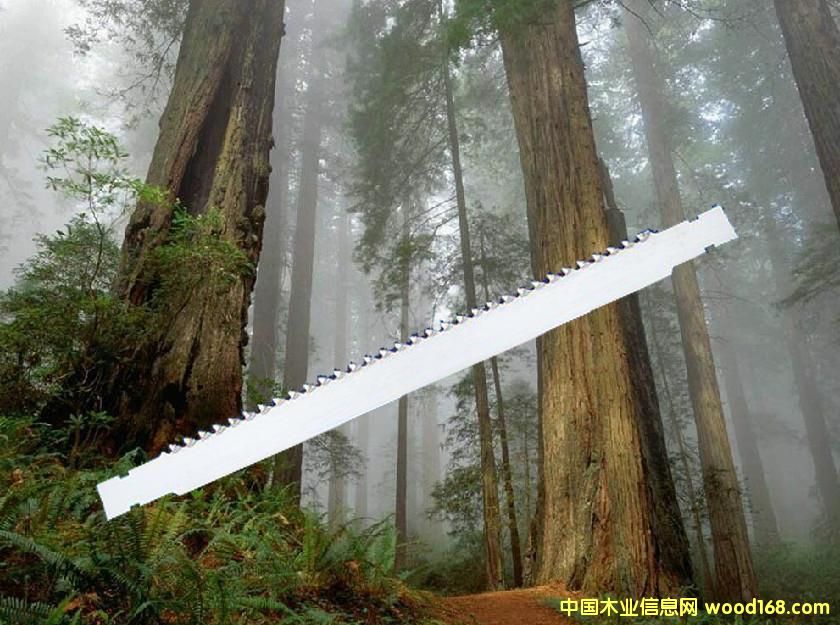 鋸條的詳細介紹