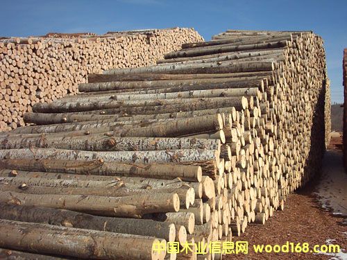 楊木的詳細(xì)介紹