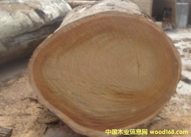 ޲}Erythrophleum---MڈPԔB