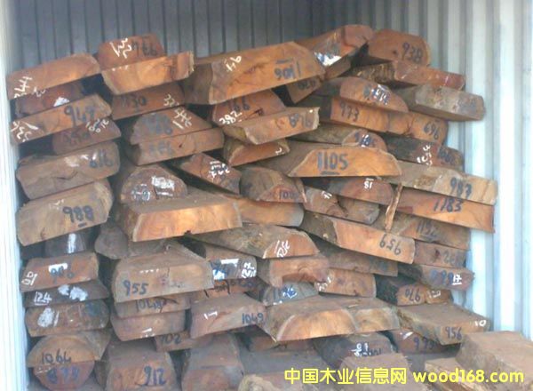 С~t̴/Swartzia/R_˹FľԔB