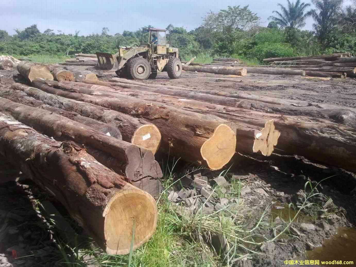 龍鳳檀的詳細介紹