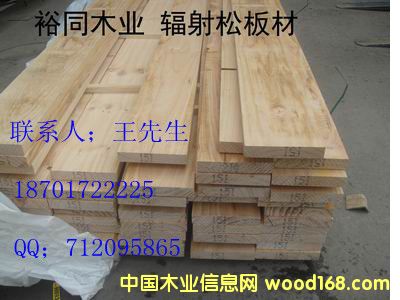 輻射松的詳細介紹