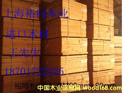 云杉的詳細介紹