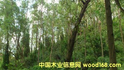 桉樹的詳細介紹