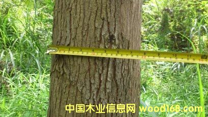 桉樹的詳細介紹