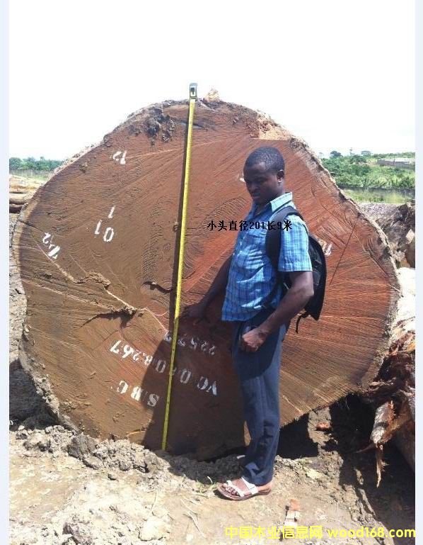 巴花的詳細介紹