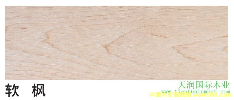 軟楓的詳細(xì)介紹
