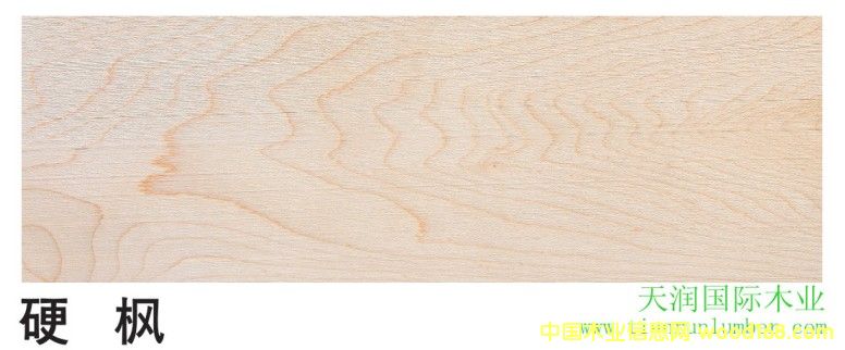 硬楓的詳細(xì)介紹