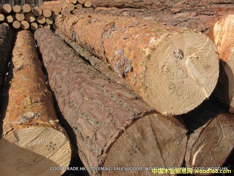 mɘ (Pinus Silvestris)