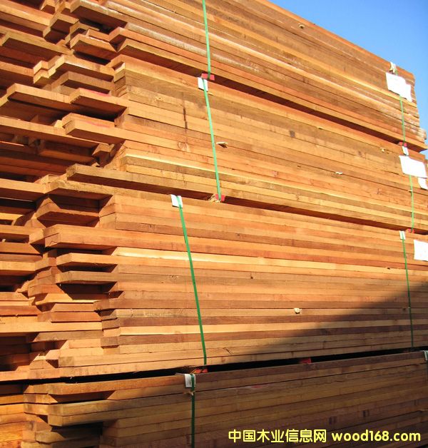 紅雪松的詳細介紹