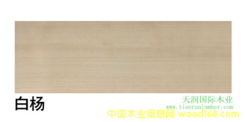 ח American aspenԔB