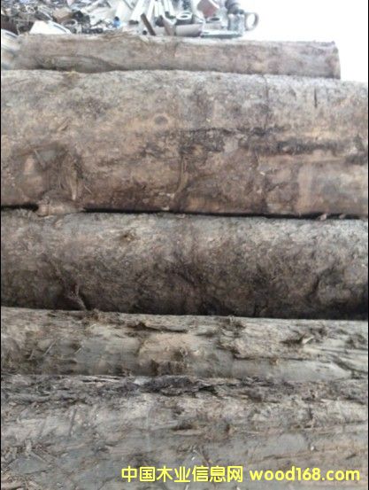 黃心楠的詳細介紹