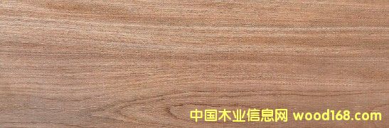 美國榆木的詳細(xì)介紹