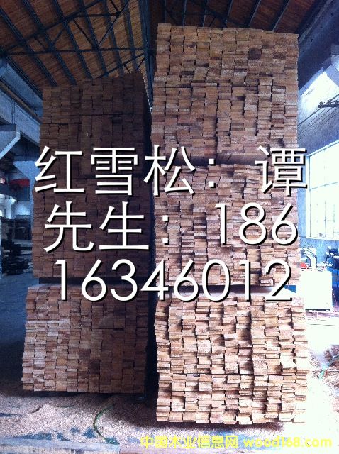 紅雪松的詳細介紹