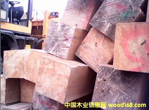 紅松大方的詳細(xì)介紹