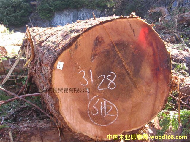 紅雪松的詳細介紹