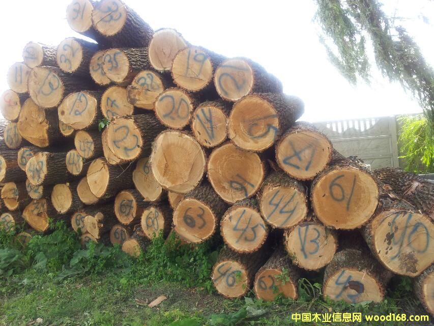 橡木的詳細介紹