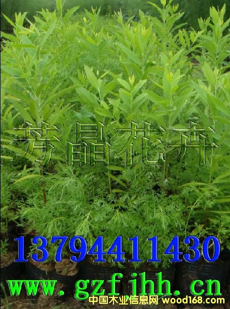 c鿴̴ ӡ̴ ̴༼gŴDƬ