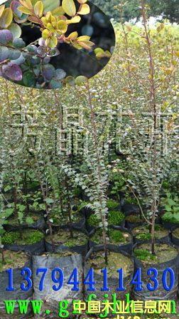 c鿴С~̴ ̴̴ ӡ̴ С~̴NӷŴDƬ