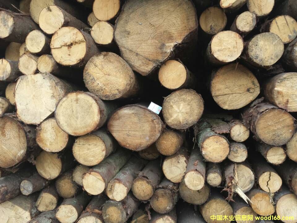 Wɼԭľ  ֱ10cm-19cm