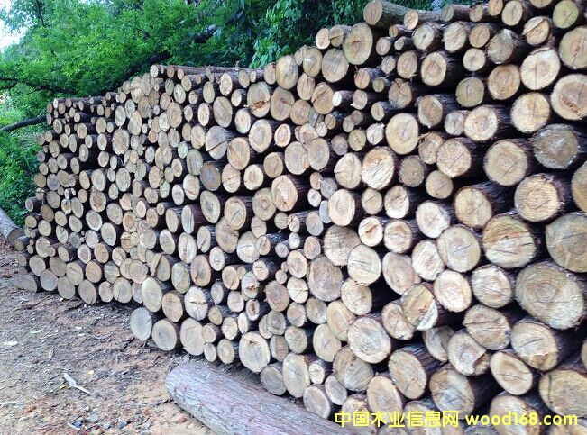 杉樹圓木的詳細(xì)介紹