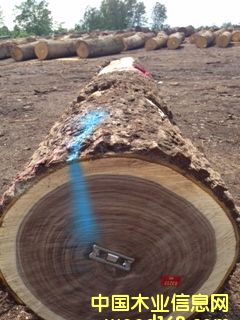 黑胡桃的詳細(xì)介紹