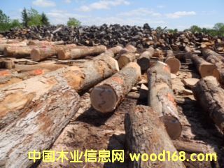 白橡的詳細(xì)介紹