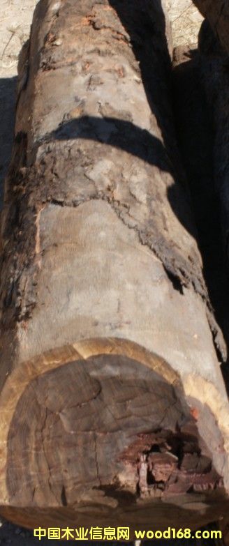 血檀的詳細介紹