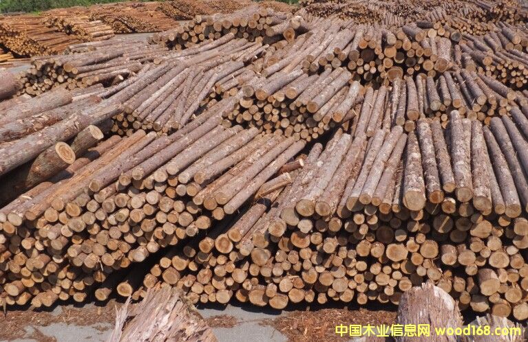 檜木的詳細介紹