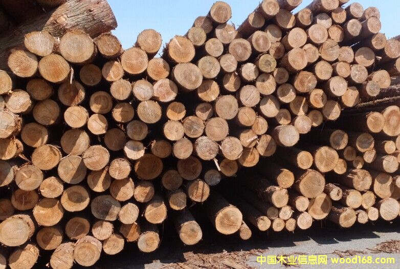 柳杉原木的詳細介紹