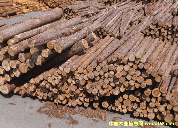 柳杉原木的詳細介紹