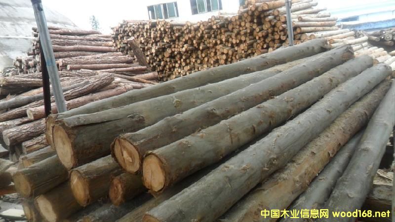 雜木的詳細介紹