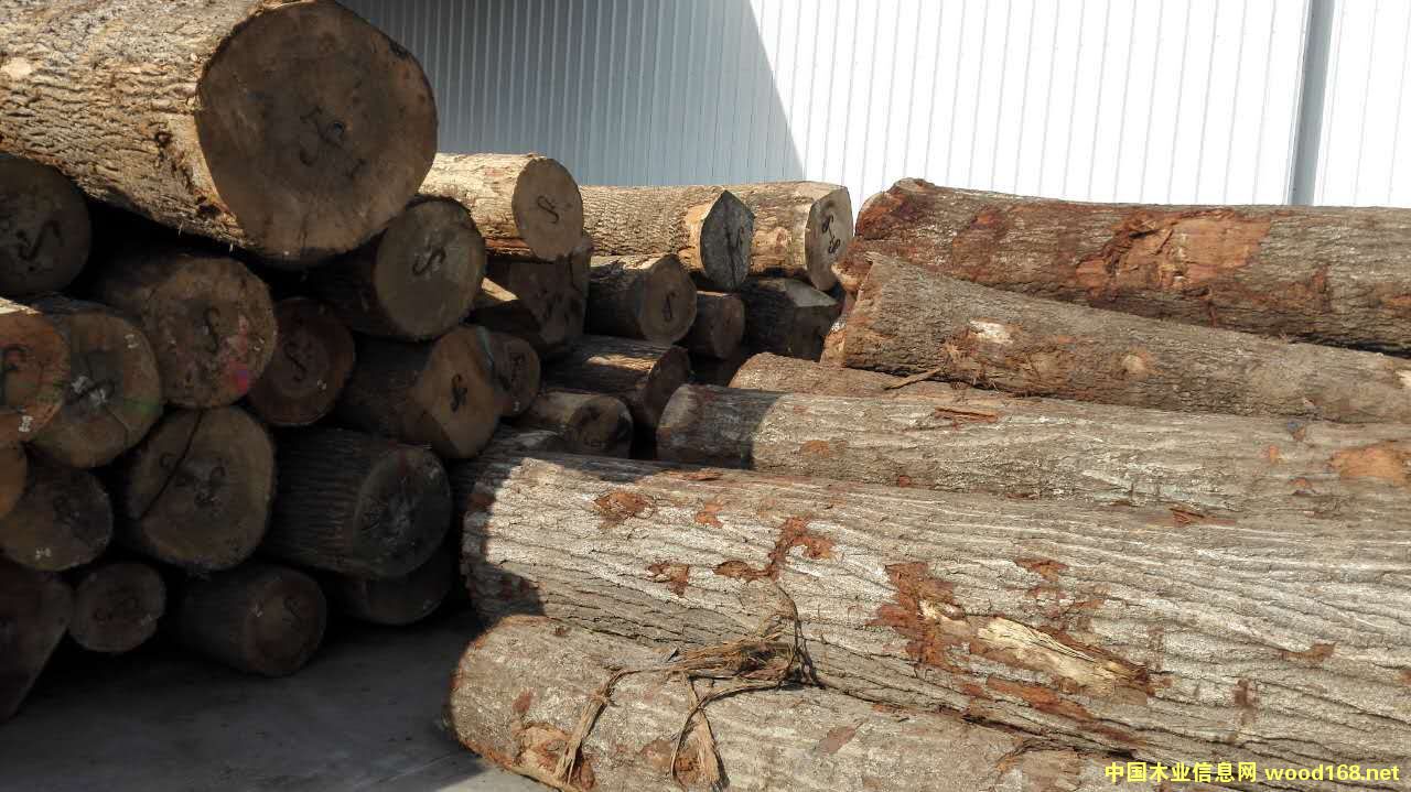 白蠟木的詳細介紹