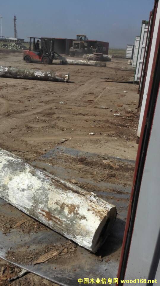 紅橡的詳細介紹