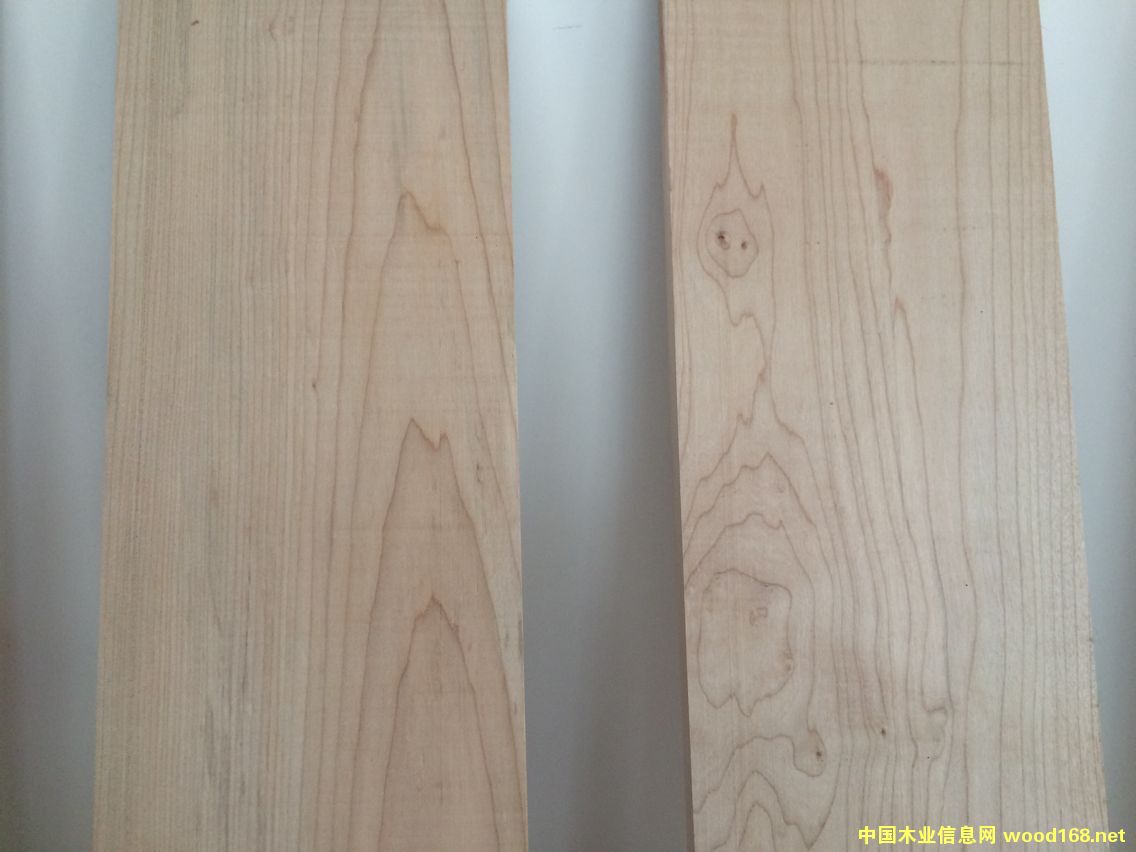 軟楓木的詳細介紹