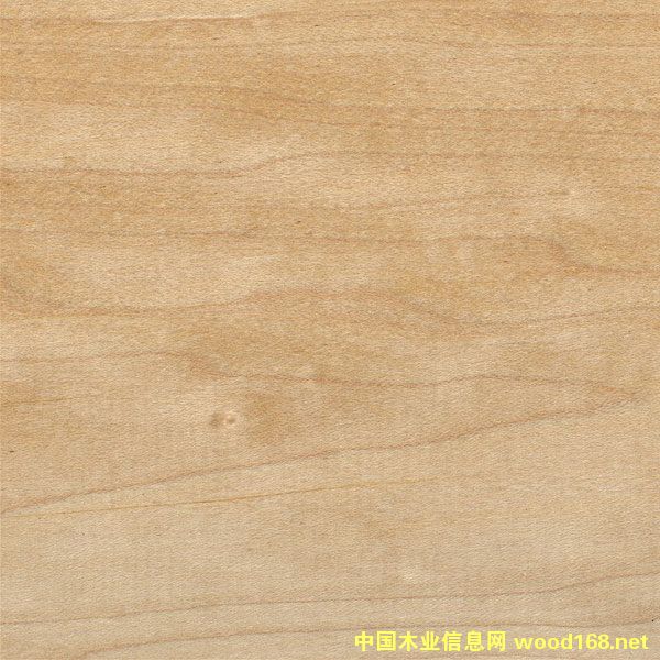 軟楓的詳細介紹