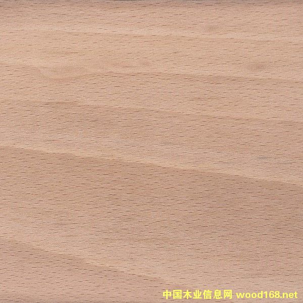 櫸木的詳細介紹