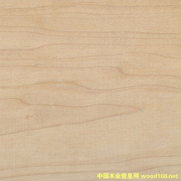 硬楓的詳細介紹