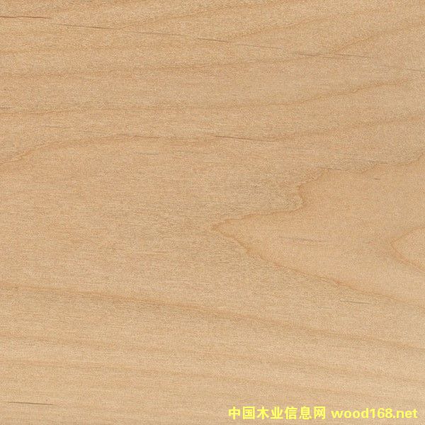 赤楊的詳細介紹