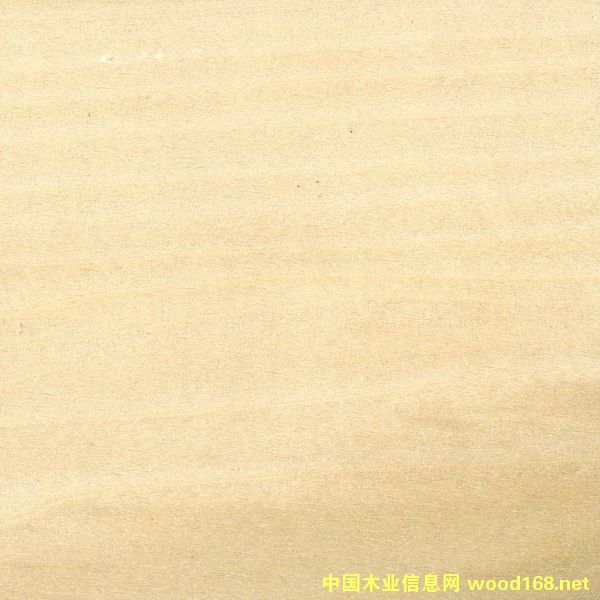 黃楊的詳細介紹