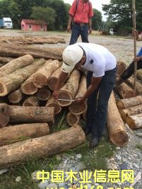 黃檀的詳細介紹